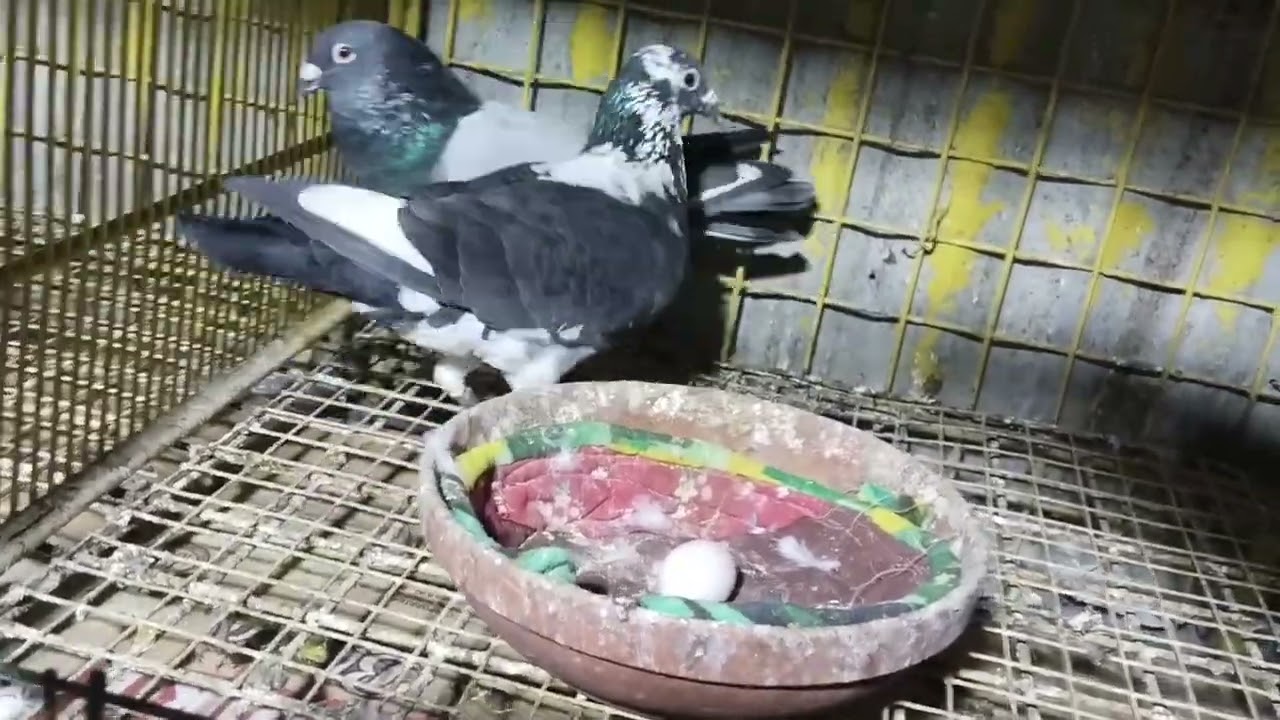 2027 sdr warriors 🐦🏆