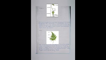 chapter 6 classification of plant  exercise class 9