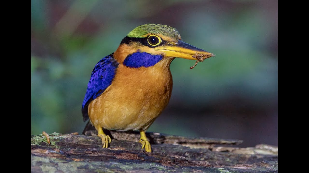 栗領翡翠 Rufous-collared Kingfisher - YouTube