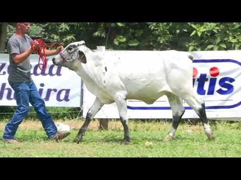 LOTE 30 • 5º LEILÃO GIROLANDO JOVEM FAZENDA CACHOEIRA • 0305CV
