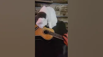 Ukulele Playing Cat || ViralHog