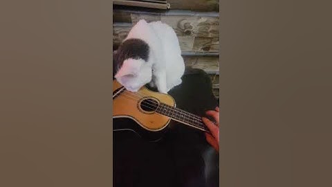 Thumbnail of Ukulele Playing Cat || ViralHog