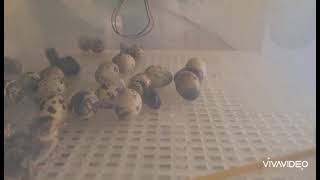 Quail hatching 2 by RENE OLIVIER 24 views 1 year ago 56 seconds