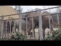 EEG - Asiatischer Elefant Zoo Tiflis, Georgien, 03.02.2026, Grand treibt Malka im Außengehege.