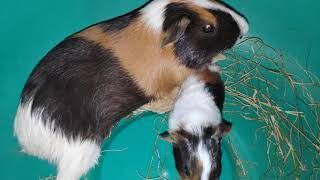 Guinea Pig And Her Baby Loving To Each Other