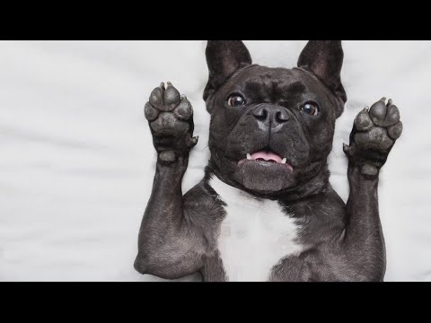 वीडियो: फ्रेंच बुलडॉग और फ्रांस से सर्वश्रेष्ठ कुत्ता नस्लों