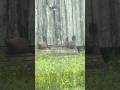 Groundhog Babies Tearing It Up with Mom