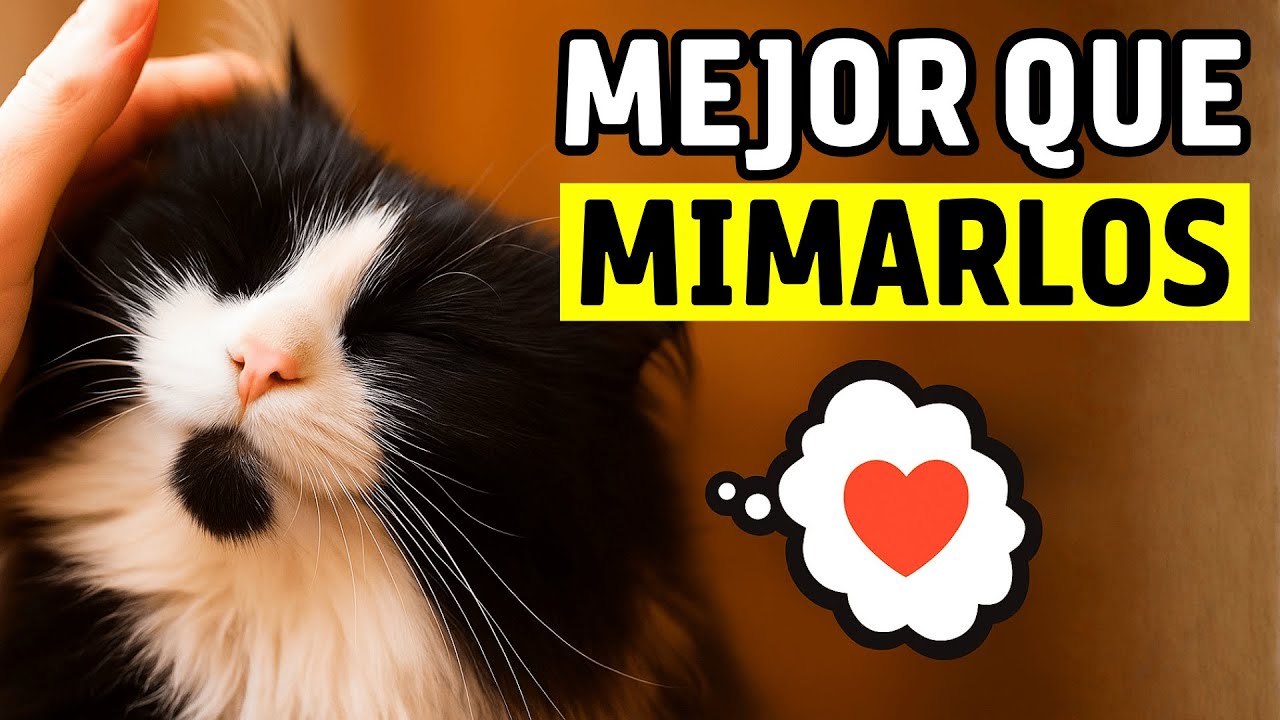 10 cosas irresistibles que a los gatos les encantan más que las caricias