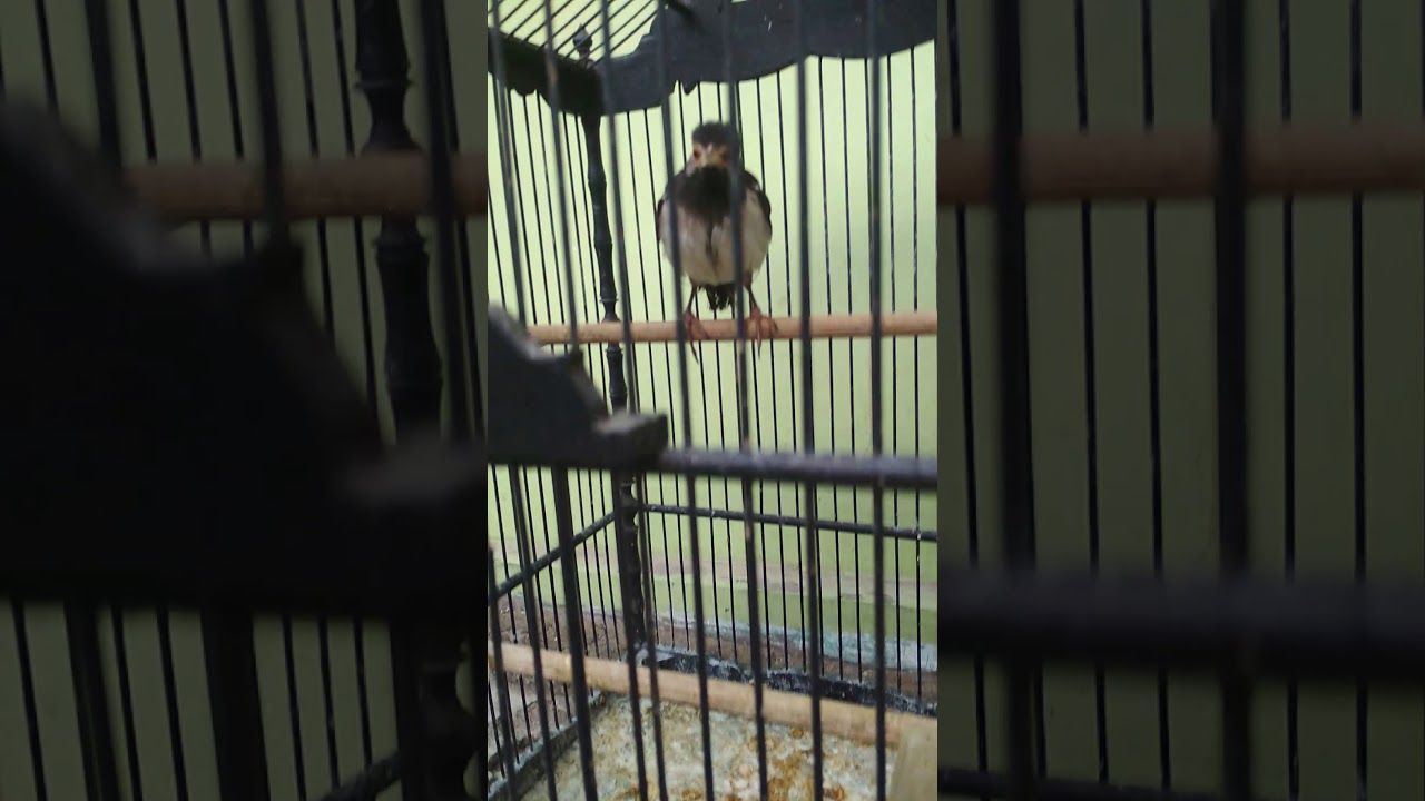 Koleksi macam jenis burung jalak 