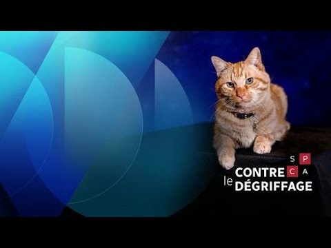 Vidéo: Vétérinaire Contre Vétérinaire Sur Le Front Du Dégriffage
