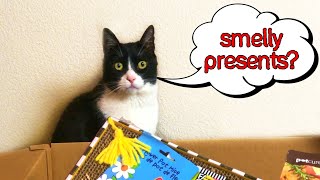 Kitty gets Early Christmas Present Box - Cute Tuxedo cats videos @chewy by Kitty Panzon - Cat Adventures 1,379 views 2 years ago 3 minutes, 39 seconds