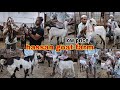 Hassan goat farm hyderabadi goat quality low price male or female gulabi sale