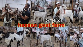 Hassan goat farm HYDERABADi goat quality low price male or female Gulabi sale