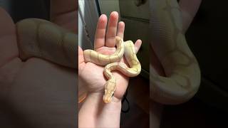 Incredible Animal Transformation