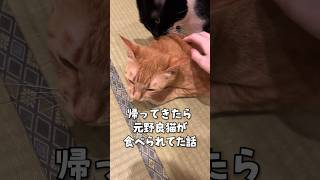 年下猫を守るボス猫がこちら...w #shorts