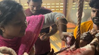 Castration For Big Pigs Selvajothi Farm Trichy Yorkshire