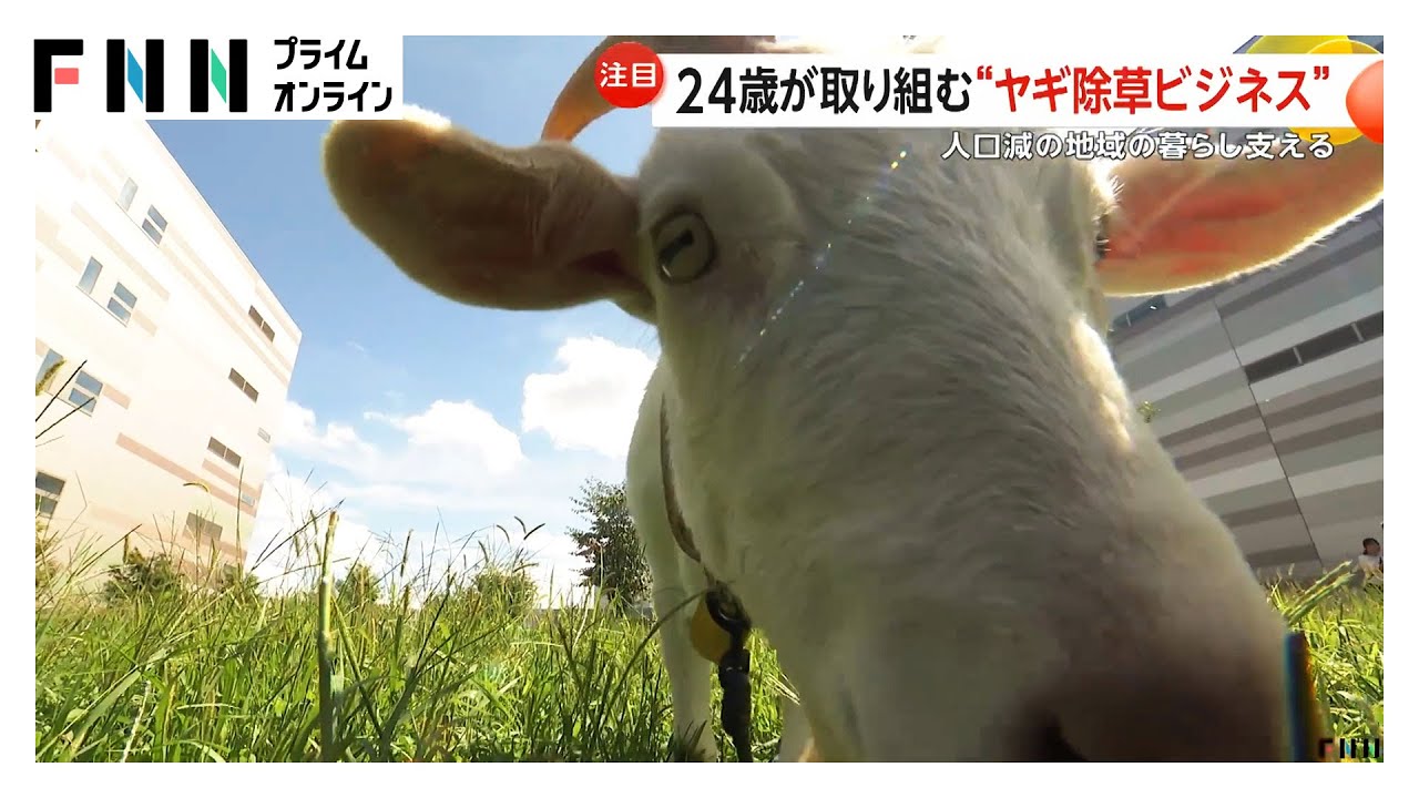 24歳の経営者が取り組む“ヤギ除草ビジネス”に注目！草の焼却・除草剤が不要に　人口減少進む地域の暮らし支える（2025.09.27放送）