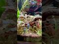 Blue stiphodon gobies in the Spiral #aquarium #aquascapegallery