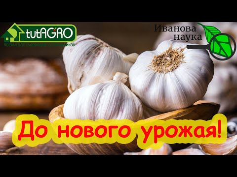 Перестаньте покупать чеснок! Сохраните до нового урожая! Хранение чеснока в целости и сохранности!