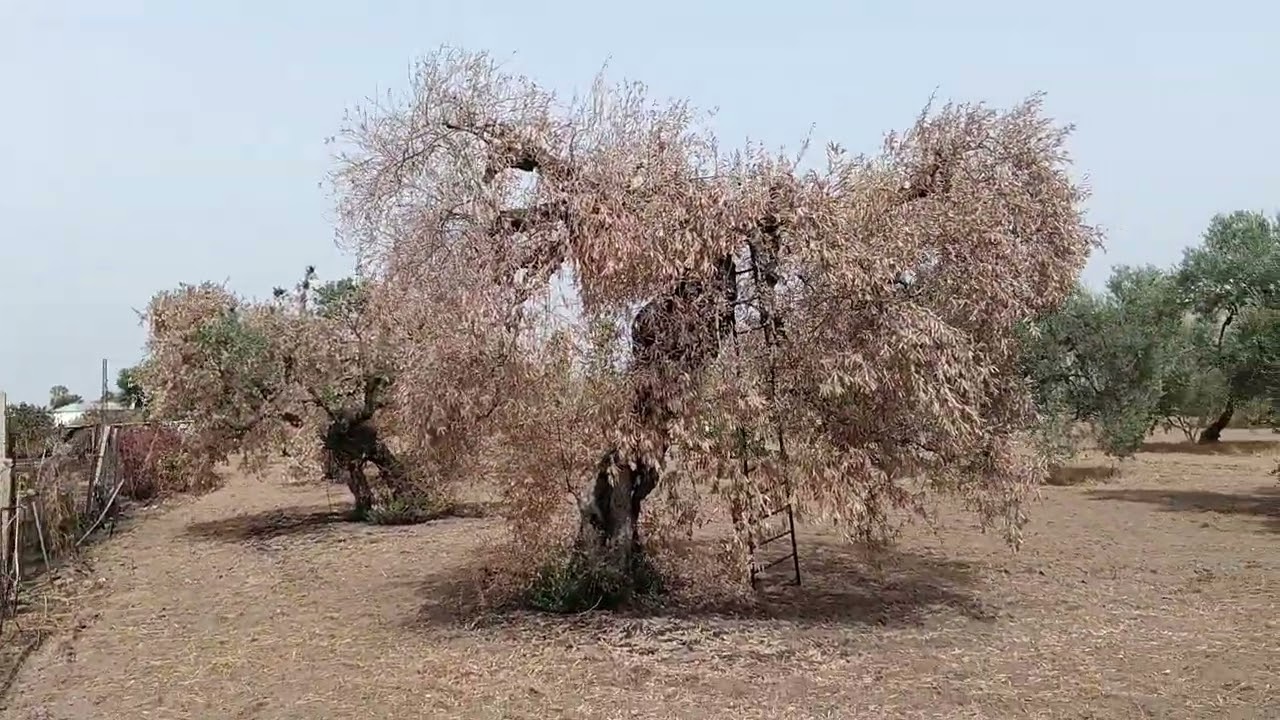Quema de olivos, una lástima 