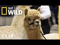 An Alpaca Handler is Born (Clip) | Going Fur Gold
