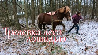 Лошадь - помощник в хозяйстве// Работы в лесу