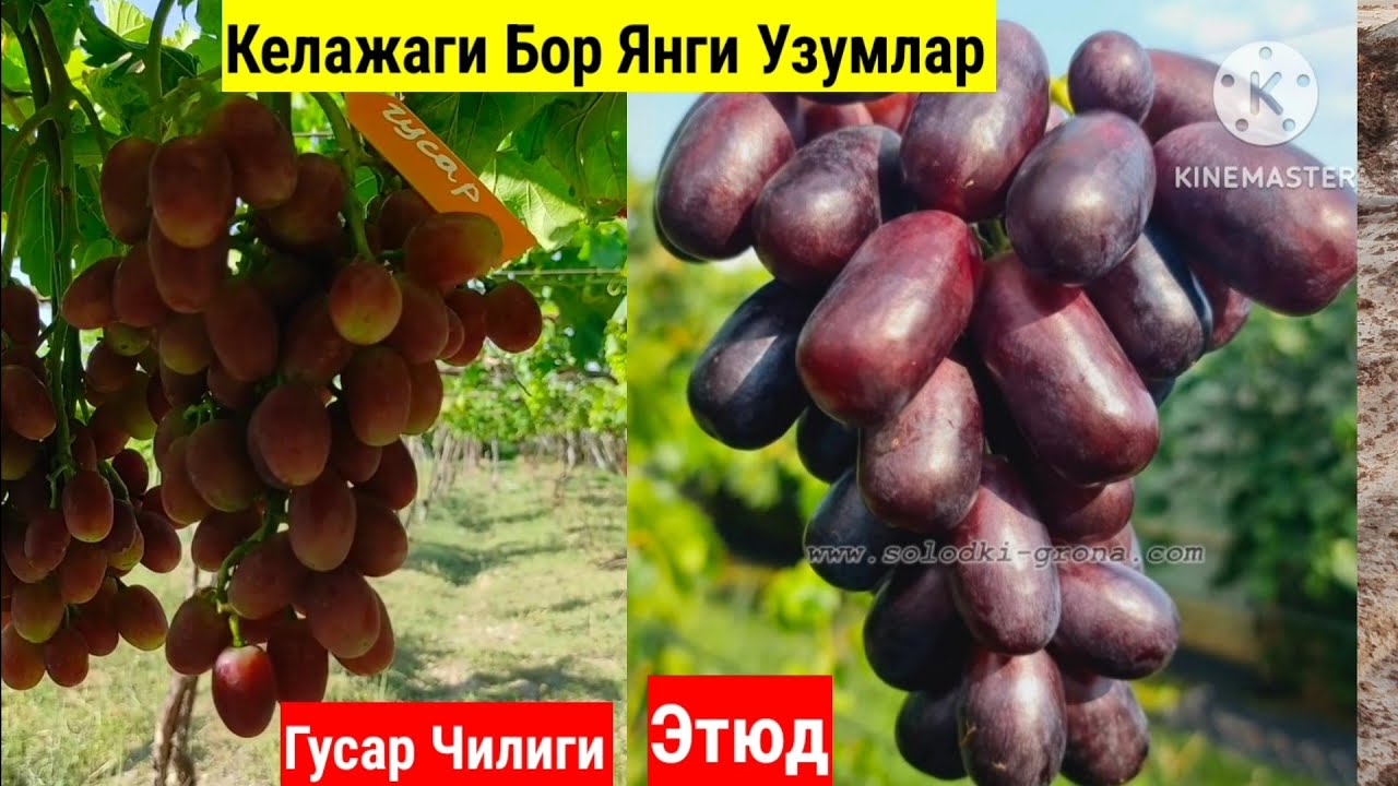 Купчилик Кидирган Ноёб Узумлар