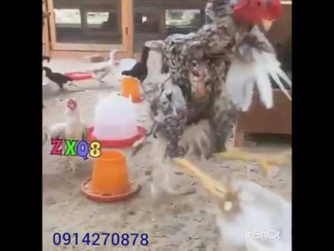 تعالوا شوفوا الكنت راجيه