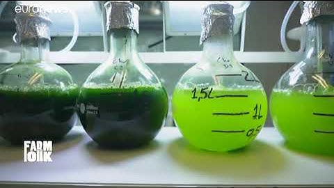 Is microalgae the sustainable food of the future?