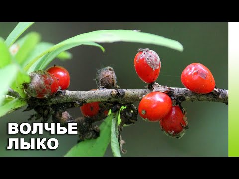 Волчье лыко (Daphne mezereum) | ЭНЦИКЛОПЕДИЯ РАСТЕНИЙ