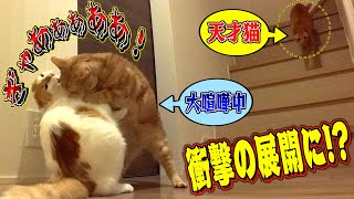 【天才】弟の悲鳴が聞こえると必ず喧嘩を止める兄猫が凄すぎた…。