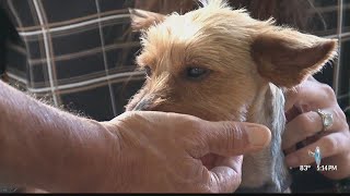 Man convicted of animal abuse fails to turn himself in