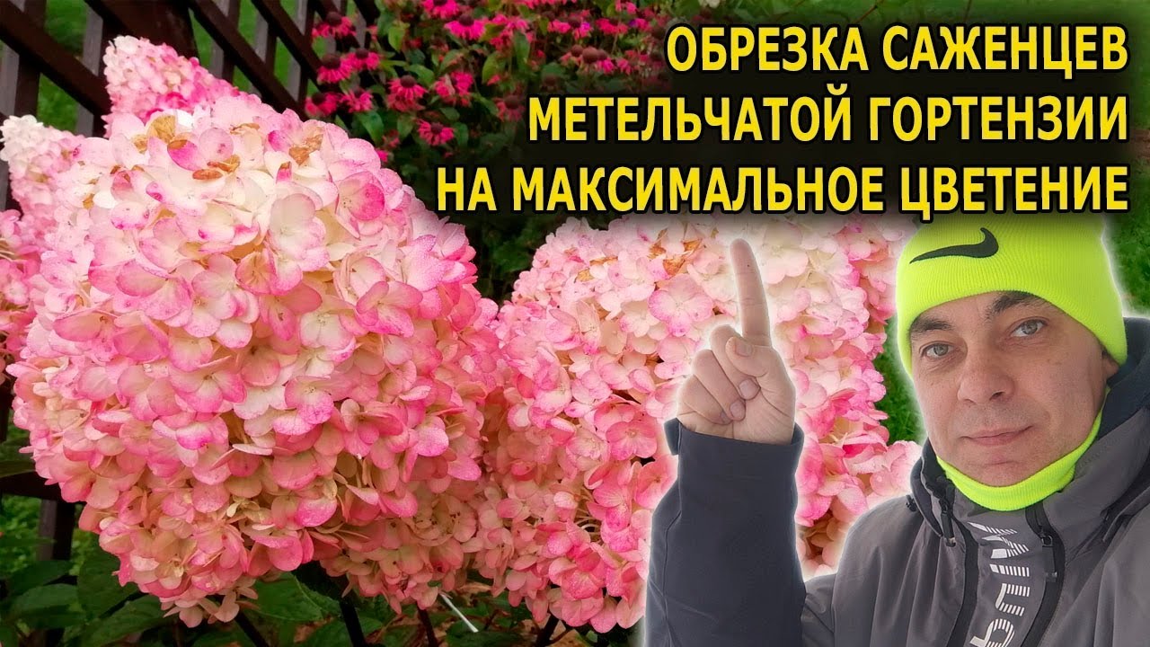Обрезка саженца гортензии. Гортензии карлики с огромными соцветиями.