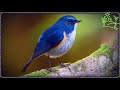 Голоса птиц Как поёт Синехвостка (Tarsiger cyanurus)
