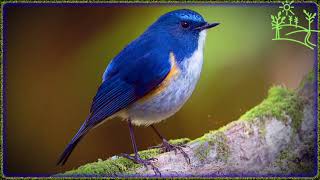 Bird Voices As the Red-flanked Bluetail sings (Tarsiger cyanurus)