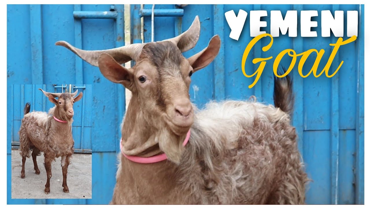 Yemeni Goat at STAR Goats FARM Asif STD