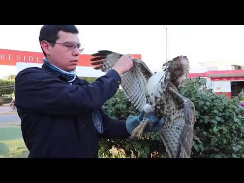 Policias de Tlaquepaque Rescatan Águila Silvestre