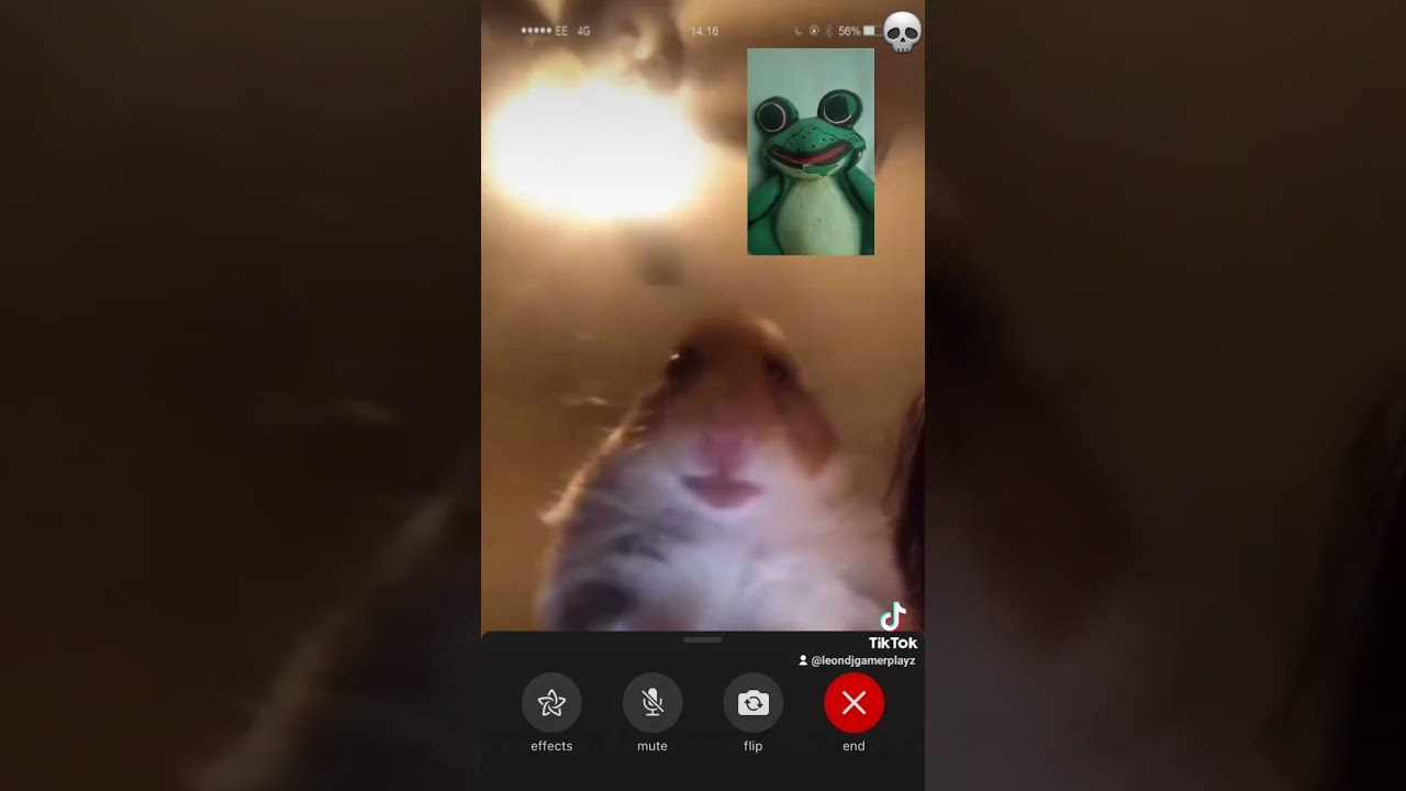 Hamster VS Frog