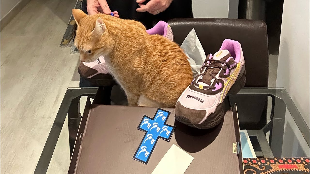 My cat Toby and I unbox new Pleasures ASICS Gel NYC comfortable hiking ...