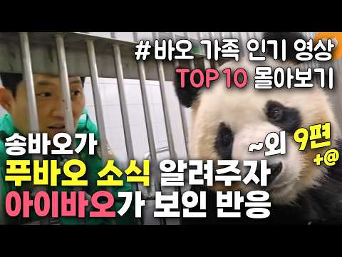 [개감동이양 바오가족 인기 <strong>영상</strong> <strong>TOP</strong> 10 몰아보기] 송바오가 푸바오 소식 알려주자 아이바오가 보인 반응 외 9편+@