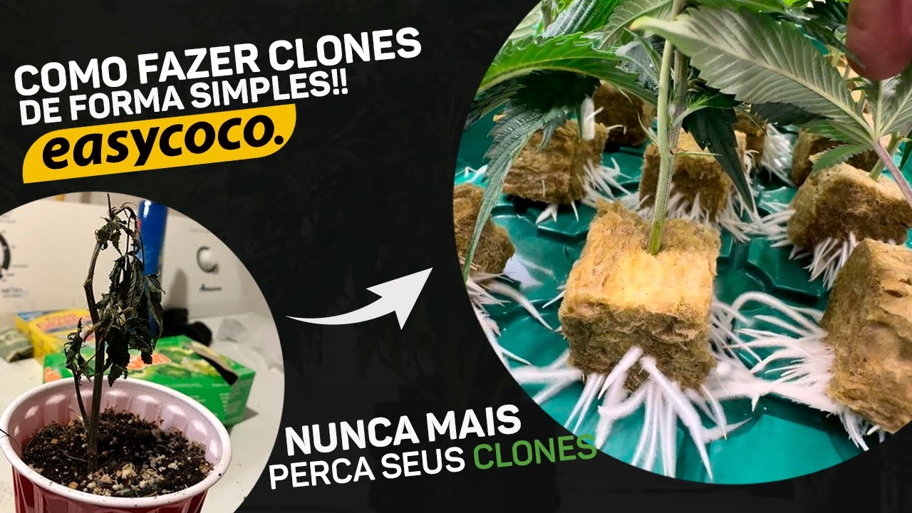 COMO FAZER CLONES DE C4NN4B12 COM LÃ DE ROCHA