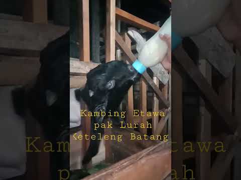 Kambing Etawa pak Kades desa Keteleng Batang