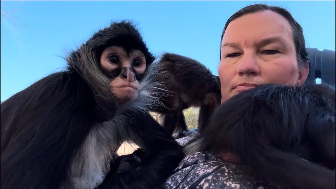 Beautiful day outside with the monkeys🩵 #monkeys #outdoors #nature #fun