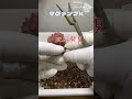 sm115【多肉植物】肥料実験!マグァンプKとC社の比較1年の結果で結果がでた