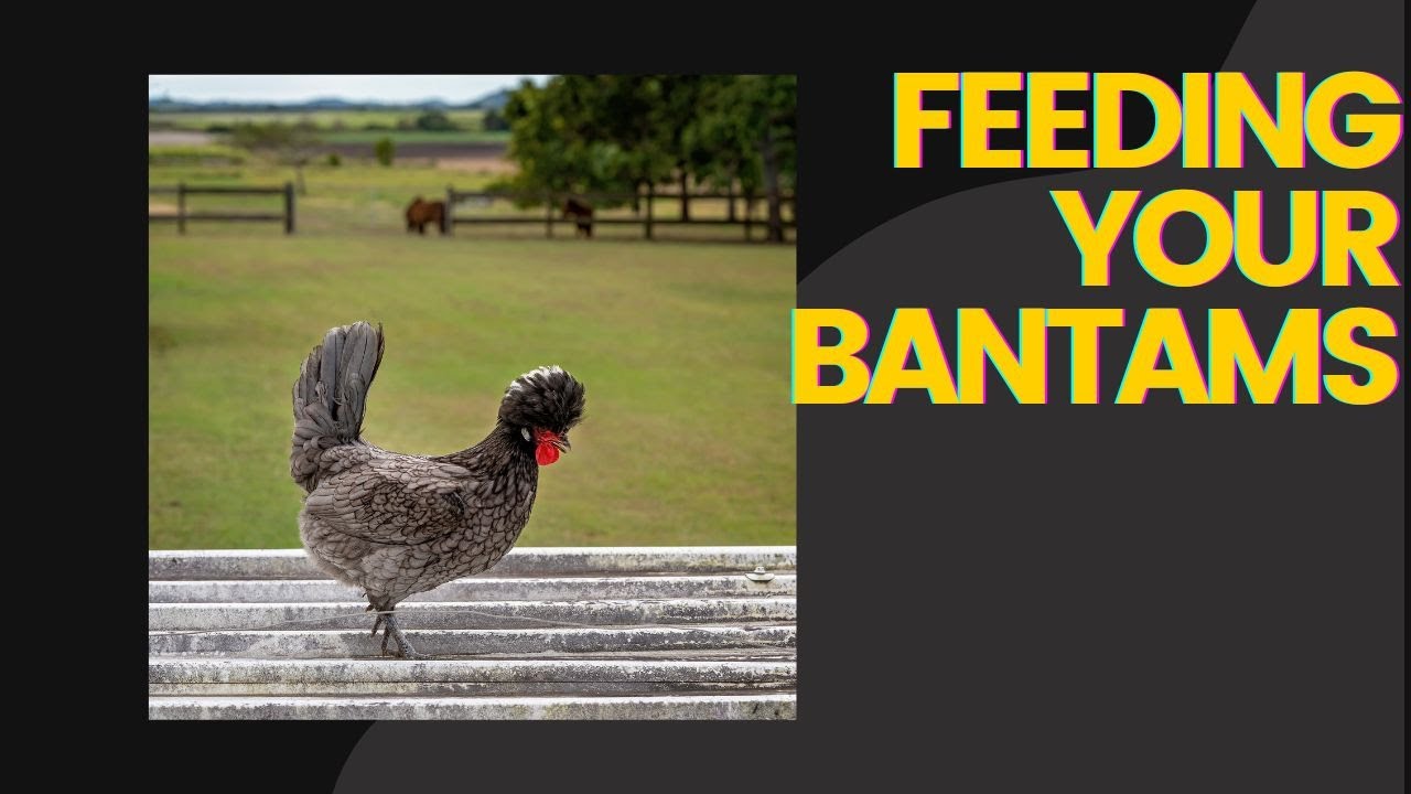 Tips & Tricks On Feeding Your Bantam Chickens