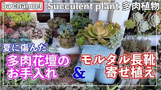 366{多肉植物} 夏に傷んだ多肉花壇のお手入れ🎈モルタル長靴鉢に寄せ