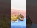 The Life Of Ducklings And Cute Cat Very Interesting #shorts #kittens #cats #viral #trending