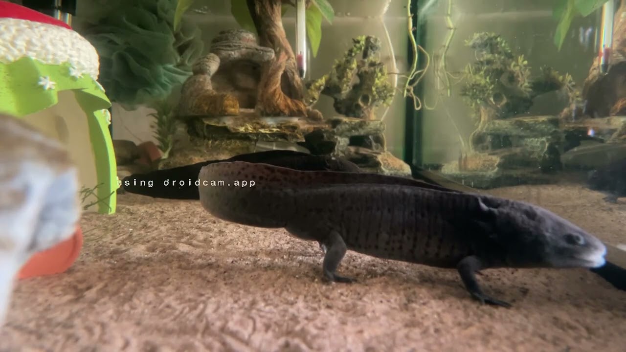 added in some new redeems to test with the new camera (Part 7/136)