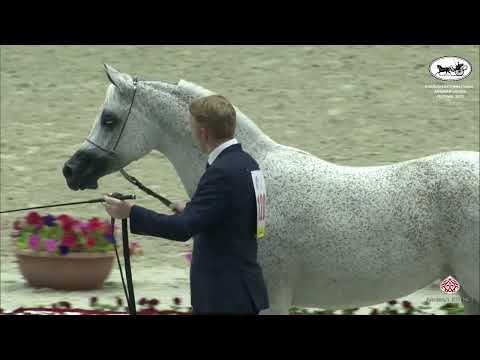 N 120 SS FARAH OLIVIA   Sharjah International Arabian Horse Festival 2022   Mares 4 6 Years Old Clas