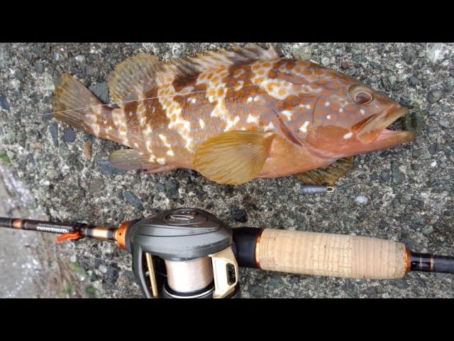 ダウンショットリグでガシラ カサゴ やソイ アコウ キジハタ メバルといった根魚が高反応 爆釣の予感 ベイトフィネスソルトの切り札的存在リグであなたもロックフィッシュマスターに Youtube
